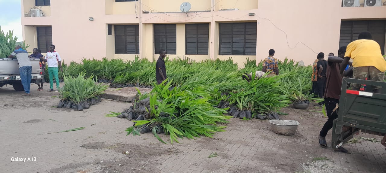 🌴 Palm seedlings distributed as part of the PERD Flagship Project whatsapp image 2026 09 18 at 16.35.46 (1)